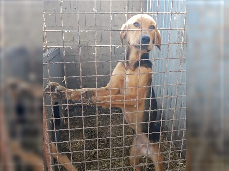 „Loni“, eine sanfte Hundeseele sucht dringend ein Zuhause, ca. 2017 geboren, gut verträglich