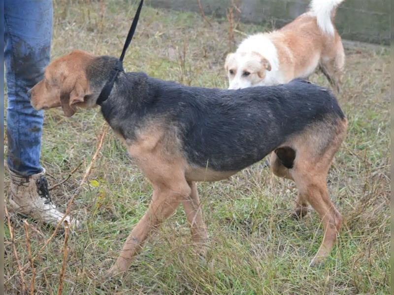 „Loni“, eine sanfte Hundeseele sucht dringend ein Zuhause, ca. 2017 geboren, gut verträglich