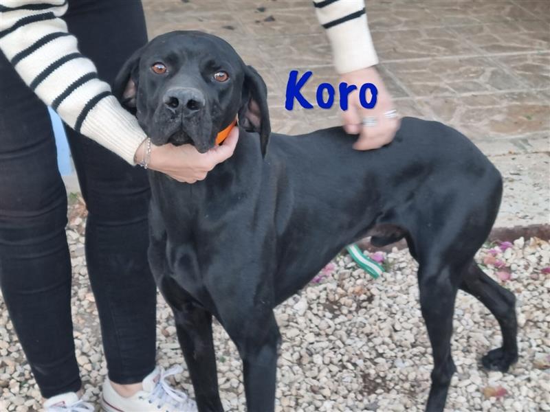 Koro 10/2020 (ESP Pflegestelle) - sportlicher, sehr hübscher Bracke (Jagdhund) Rüde!