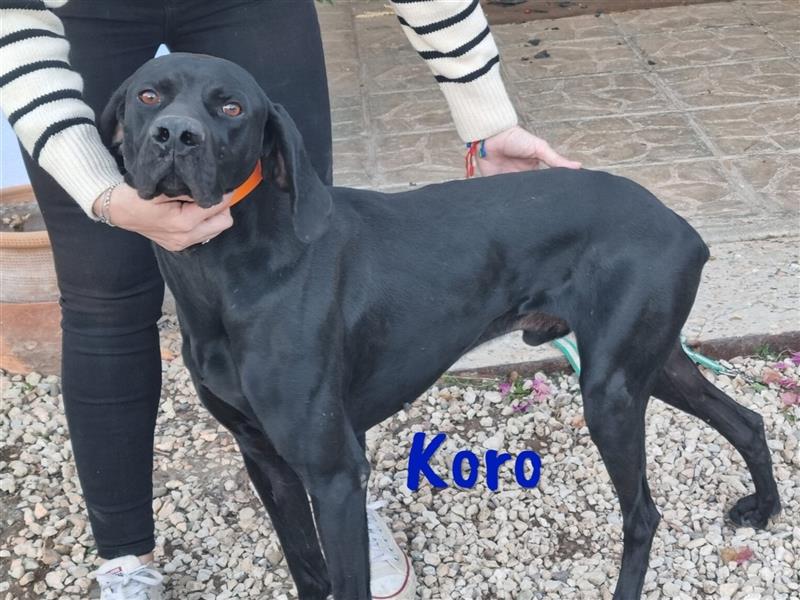 Koro 10/2020 (ESP Pflegestelle) - sportlicher, sehr hübscher Bracke (Jagdhund) Rüde!