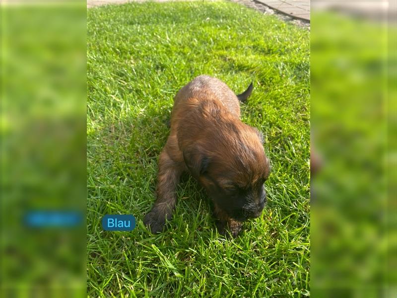 Briard Welpen fauve in liebevolle Hände abzugeben