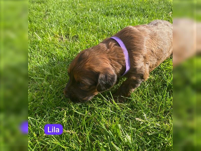 Briard Welpen fauve in liebevolle Hände abzugeben