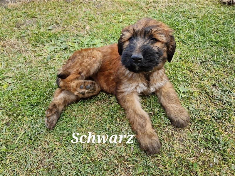 Briard Welpen fauve in liebevolle Hände abzugeben