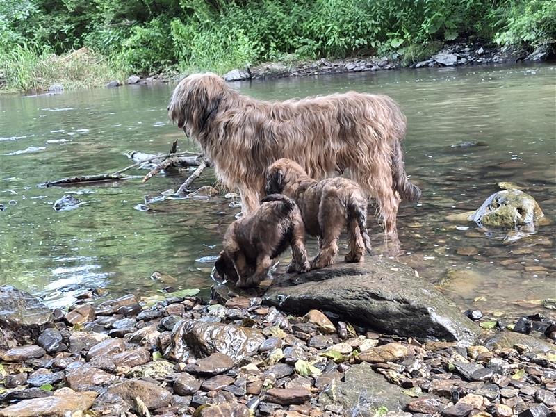 Briard Welpen