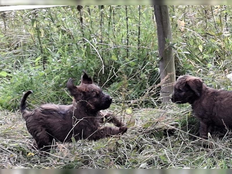 Briard Welpen