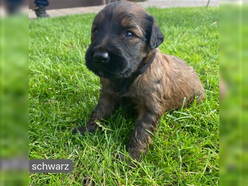 Briard Welpen fauve in liebevolle Hände abzugeben