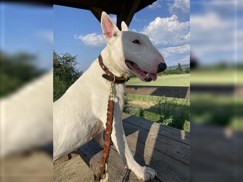 Bullterrier 8 Jahre