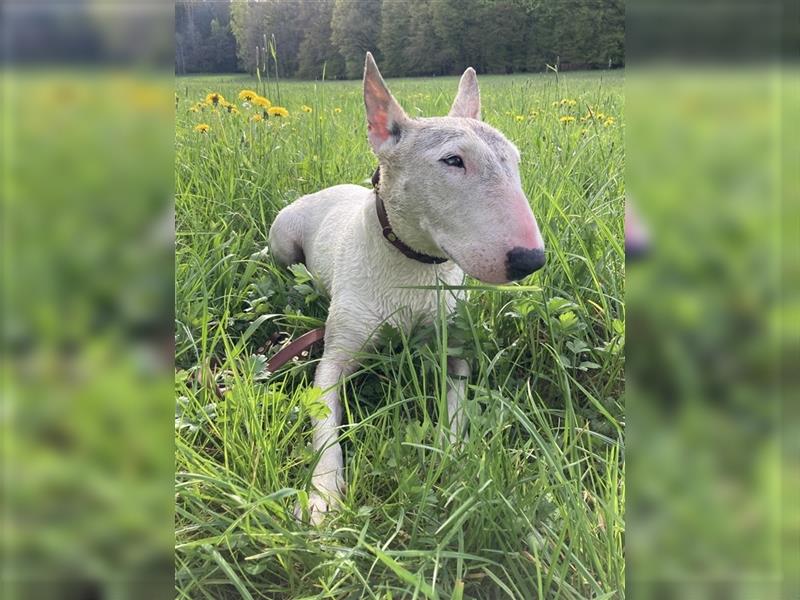 Bullterrier 8 Jahre