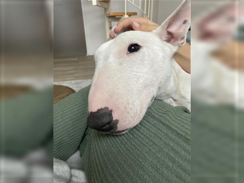 Bullterrier 8 Jahre