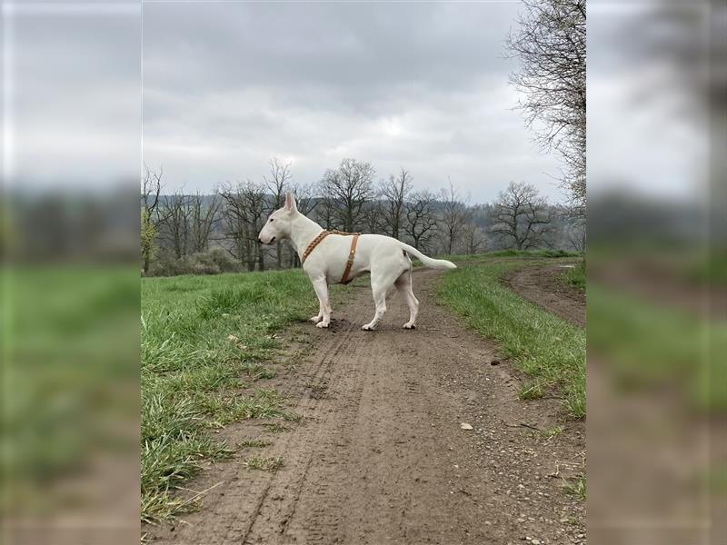 Bullterrier 8 Jahre