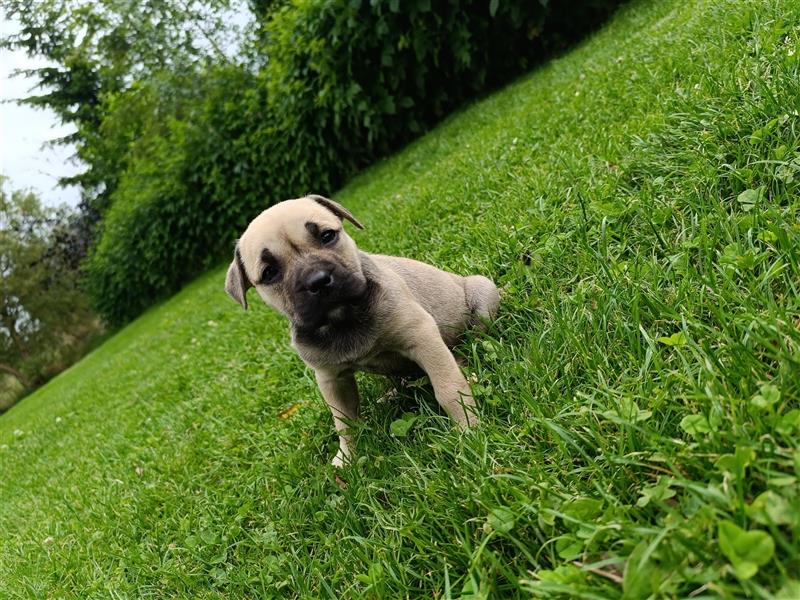 Ca De Bou Perro dogo mallorquín, Perro de Presa Mallorquín, Mallorca-Dogge, Mallorca Mastiff