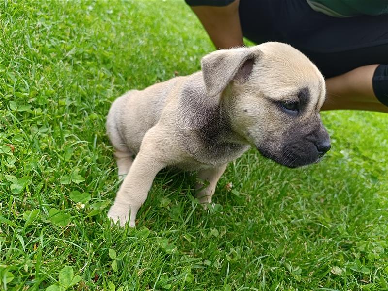 Ca De Bou Perro dogo mallorquín, Perro de Presa Mallorquín, Mallorca-Dogge, Mallorca Mastiff