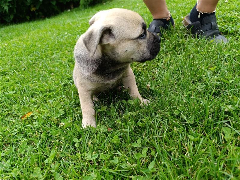 Ca De Bou Perro dogo mallorquín, Perro de Presa Mallorquín, Mallorca-Dogge, Mallorca Mastiff