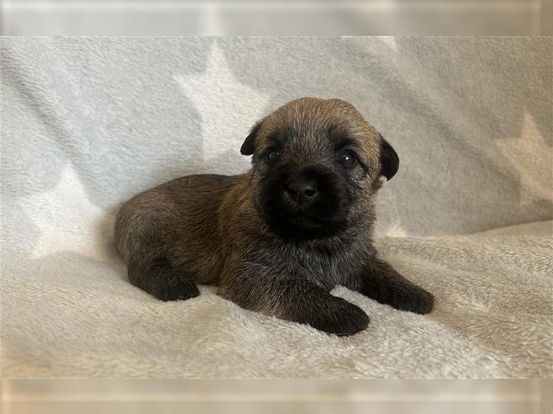 Süße Cairn Terrier Welpen aus KfT/ VDH/ FCI -Zucht