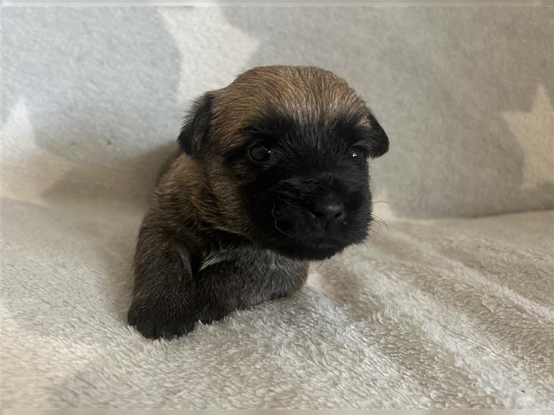 Süße Cairn Terrier Welpen aus KfT/ VDH/ FCI -Zucht