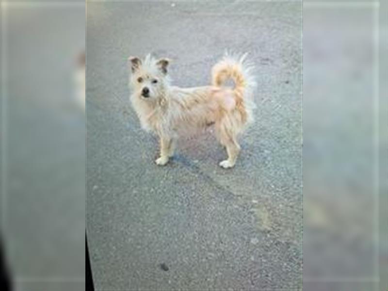 Spotty Cairn-Terrier (Mix), Rüde, ca. * 2023, ca. 25 cm