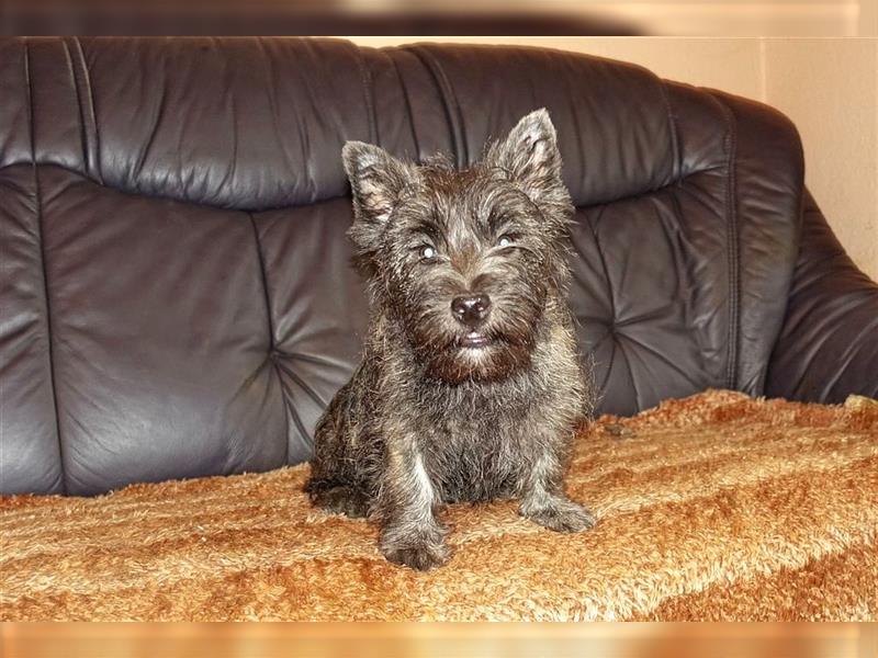 Cairn-Terrier-Welpen von-der-Iburg bietet sehr schönen Rüden