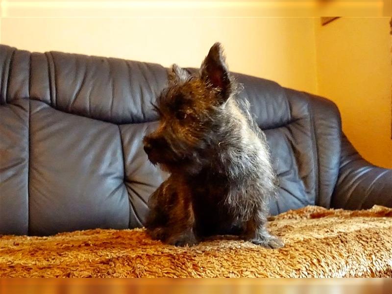 Cairn-Terrier-Welpen von-der-Iburg bietet sehr schönen Rüden