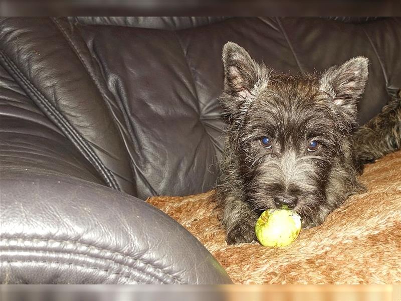 Cairn-Terrier-Welpen von-der-Iburg bietet sehr schönen Rüden