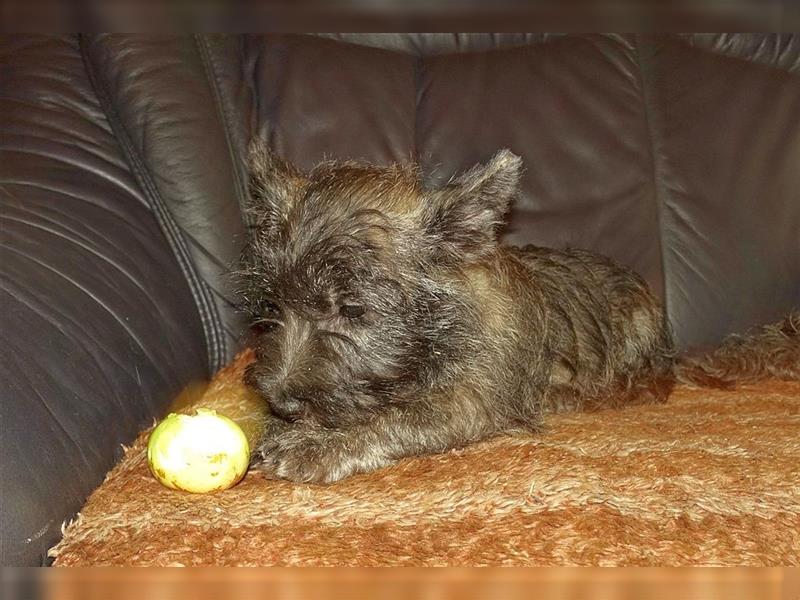 Cairn-Terrier-Welpen von-der-Iburg bietet sehr schönen Rüden