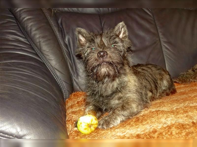 Cairn-Terrier-Welpen von-der-Iburg bietet sehr schönen Rüden