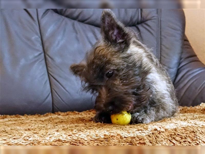 Cairn-Terrier-Welpen von-der-Iburg bietet sehr schönen Rüden