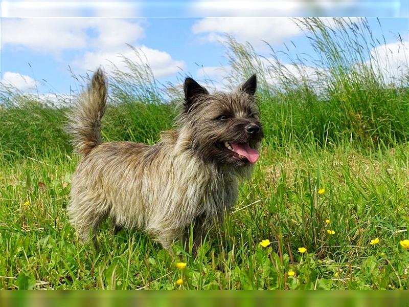 Cairn-Terrier-Welpen von-der-Iburg bietet sehr schönen Rüden