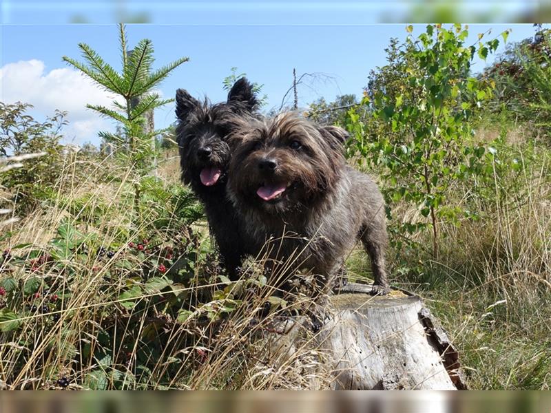 Cairn-Terrier-Welpen von-der-Iburg bietet sehr schönen Rüden