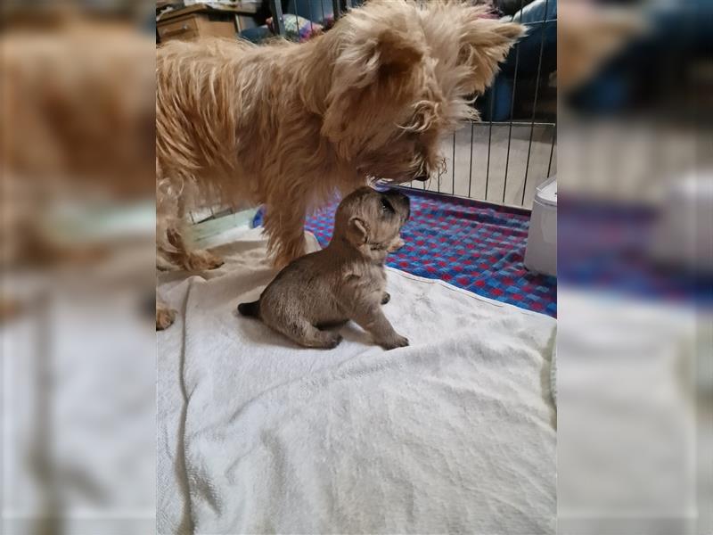 Wunderbare Cairn Terrier Jungs suchen Ihr neues Zuhause