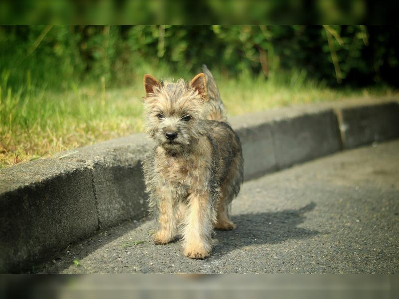 Süße Cairn Terrier Welpen aus KfT/ VDH/ FCI -Zucht