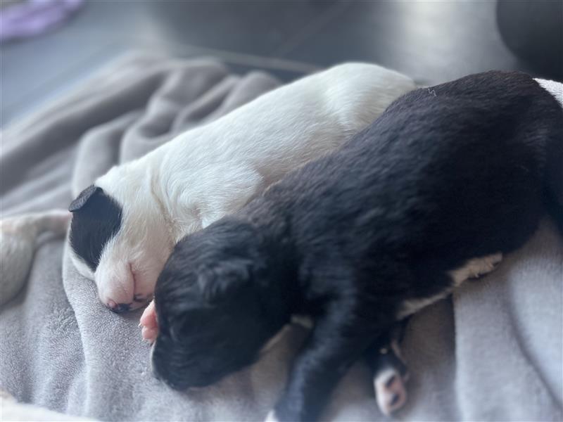 Reinrassige Canaan Welpen suchen liebevolles Zuhause