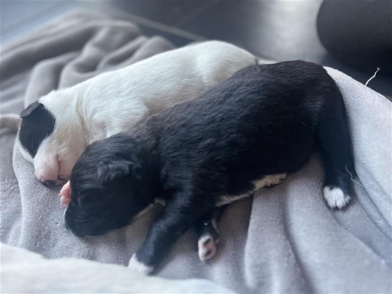 Reinrassige Canaan Welpen suchen liebevolles Zuhause