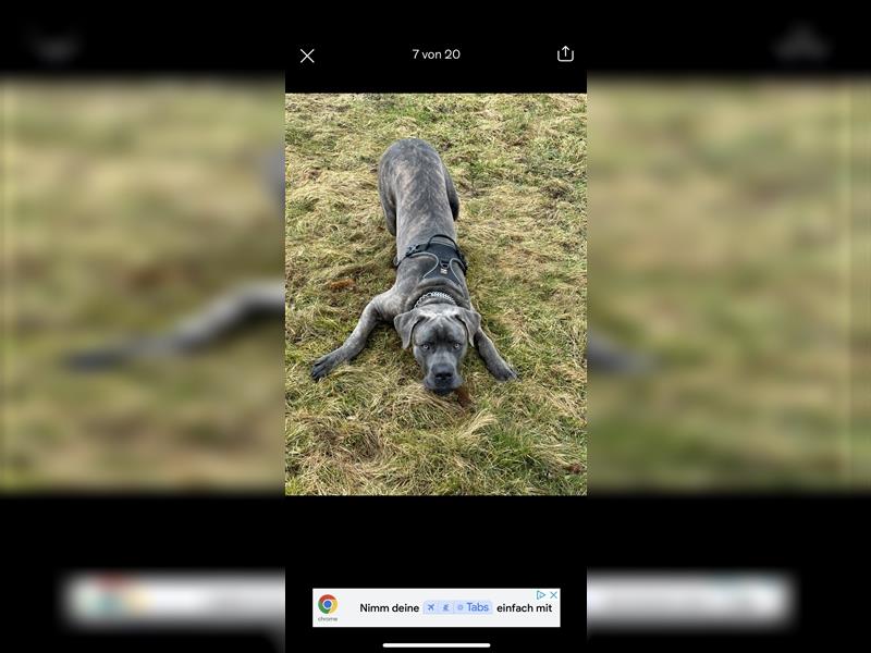 Cane Corso Rüde 1,5 Jahre