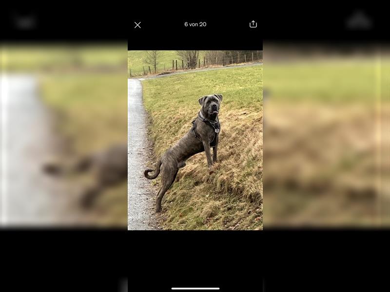 Cane Corso Rüde 1,5 Jahre