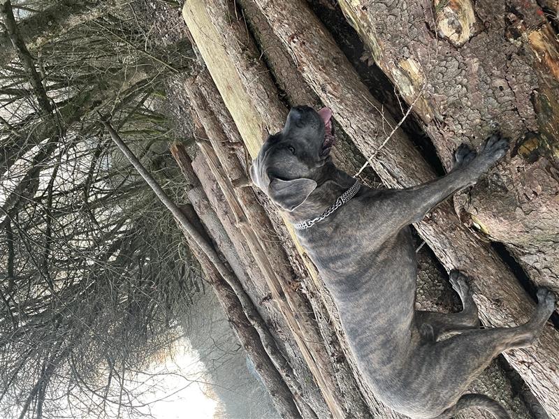 Cane Corso Rüde 1,5 Jahre