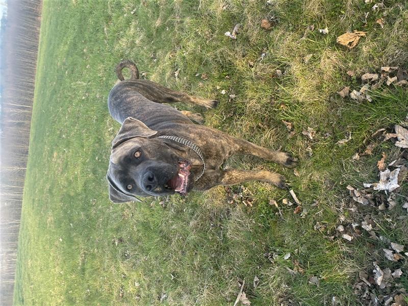 Cane Corso Rüde 1,5 Jahre