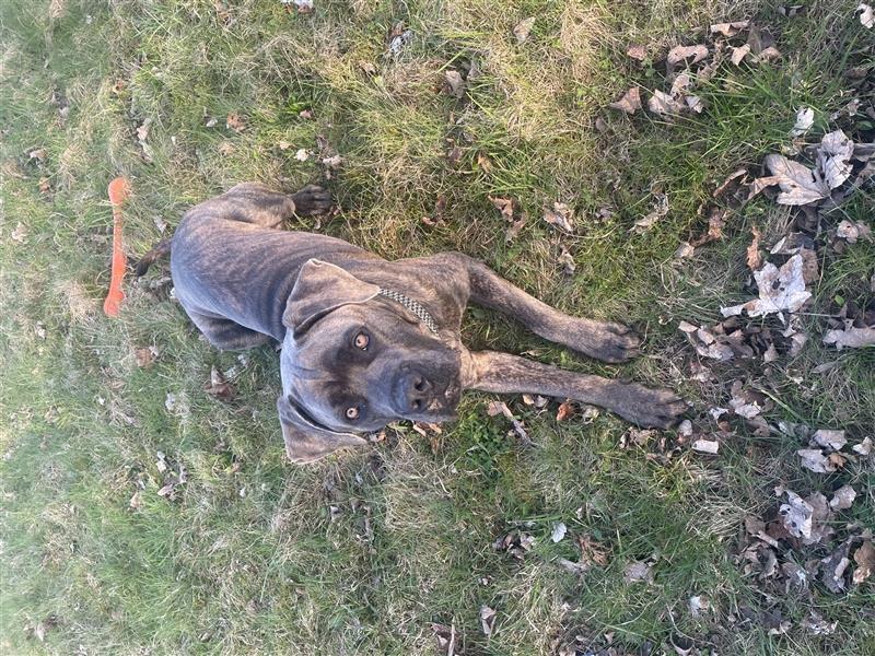 Cane Corso Rüde 1,5 Jahre