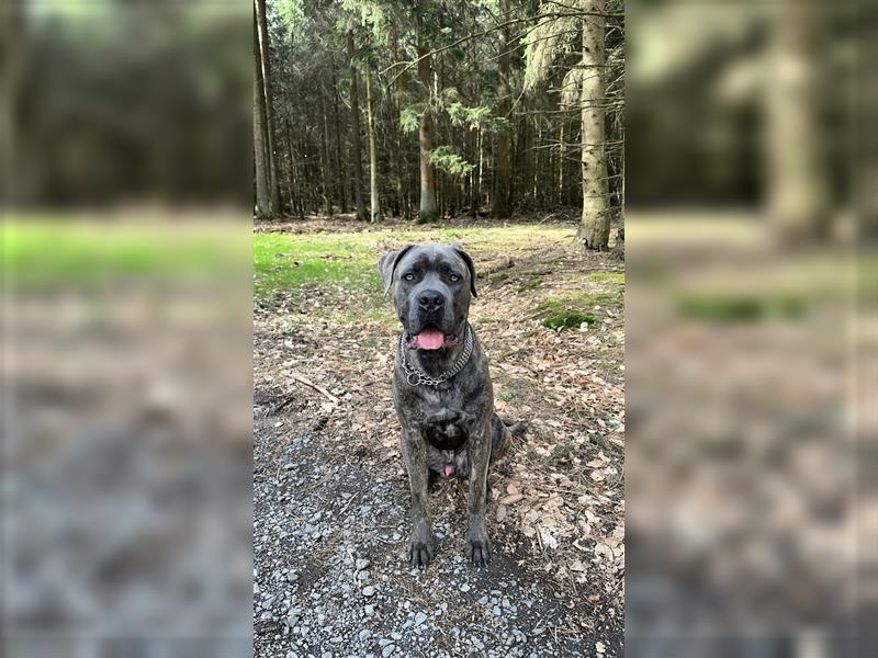 Cane Corso Rüde 1,5 Jahre