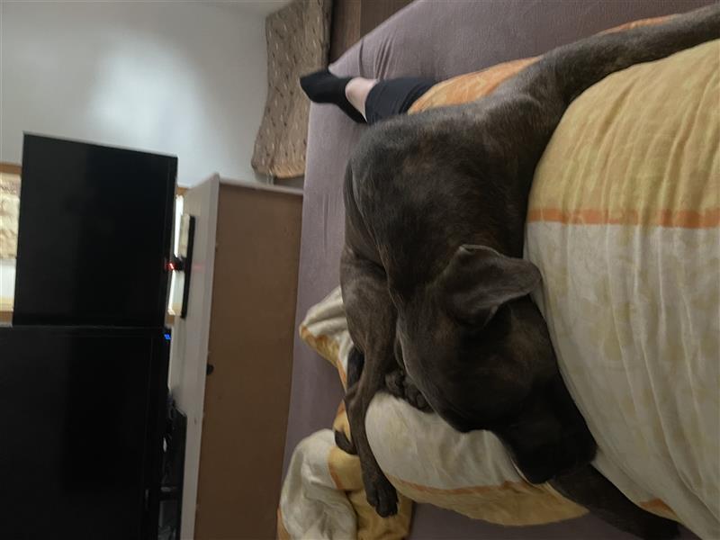 Cane Corso Rüde 1,5 Jahre