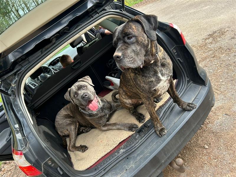 Cane Corso Rüde 1,5 Jahre