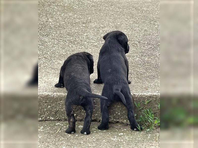 Cane Corso Welpen zu verkaufen