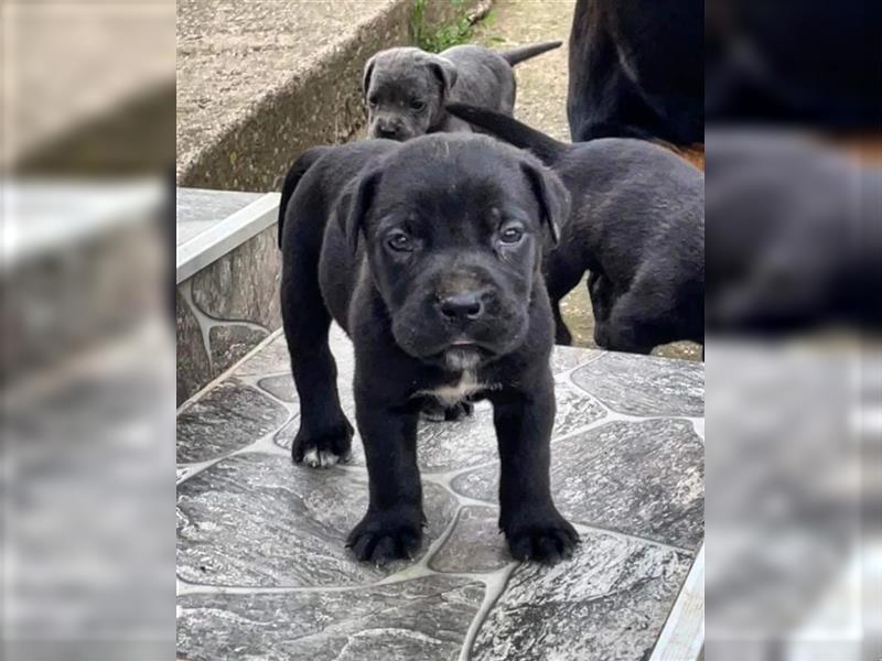 Cane Corso Welpen zu verkaufen