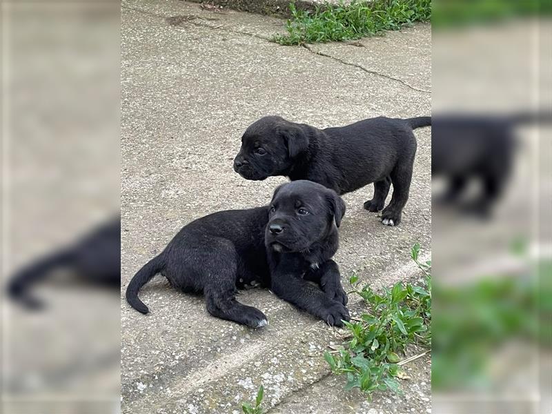 Cane Corso Welpen zu verkaufen