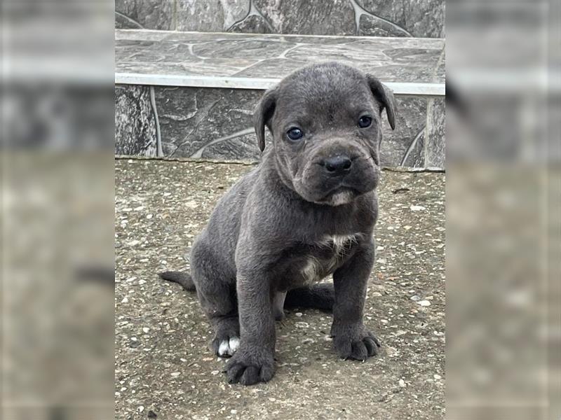 Cane Corso Welpen zu verkaufen