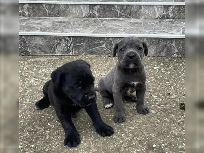 Cane Corso Welpen zu verkaufen