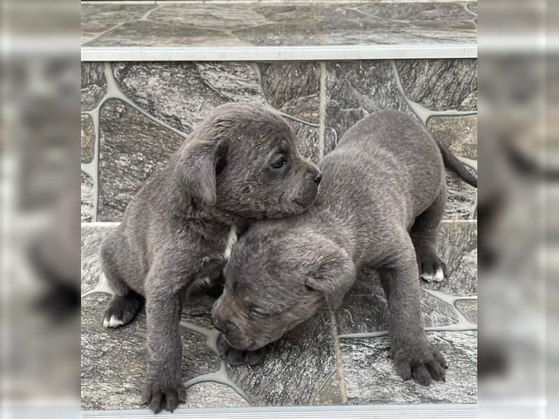 Cane Corso Welpen zu verkaufen