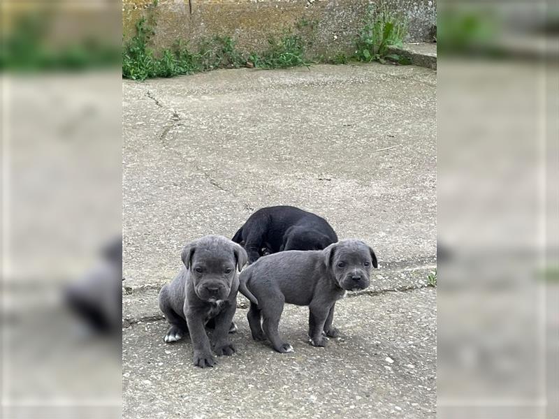 Cane Corso Welpen zu verkaufen