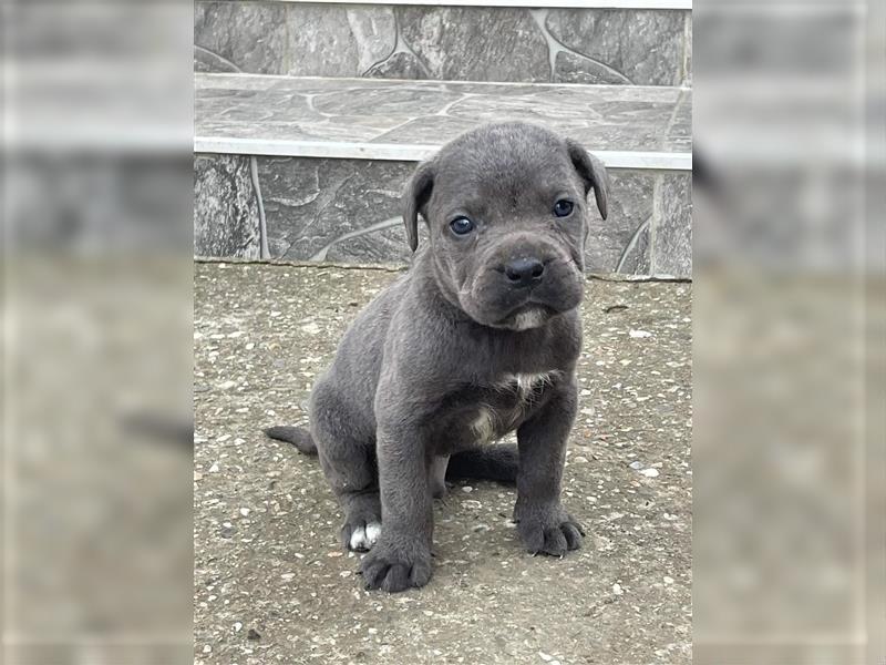 Cane Corso Welpen zu verkaufen