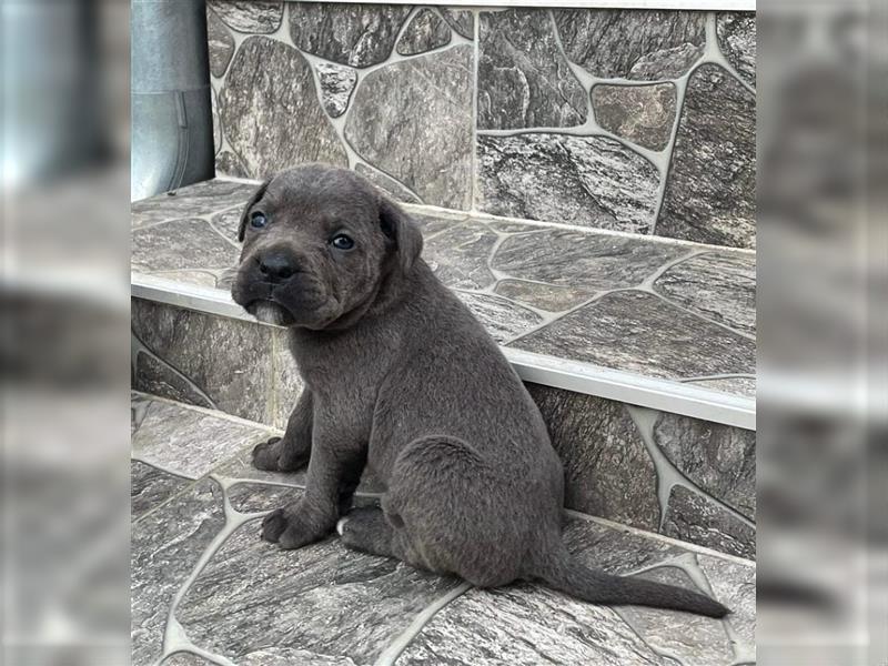 Cane Corso Welpen zu verkaufen