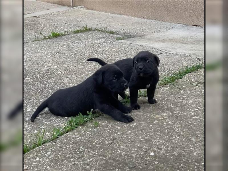 Cane Corso Welpen zu verkaufen